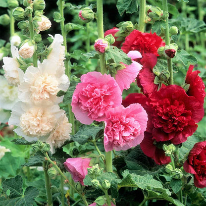 🌸Double Hollyhock Seeds